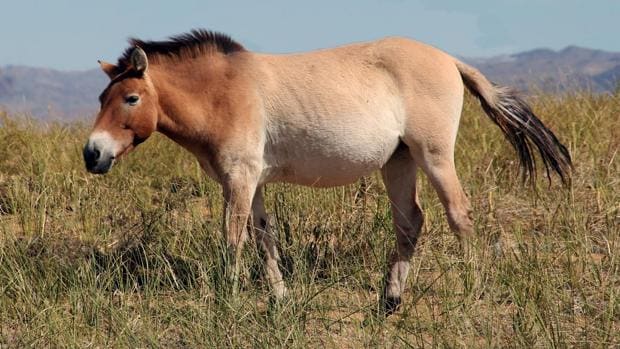 Para comprar caballos a los mongoles o a los coreanos se les pagaba con seda