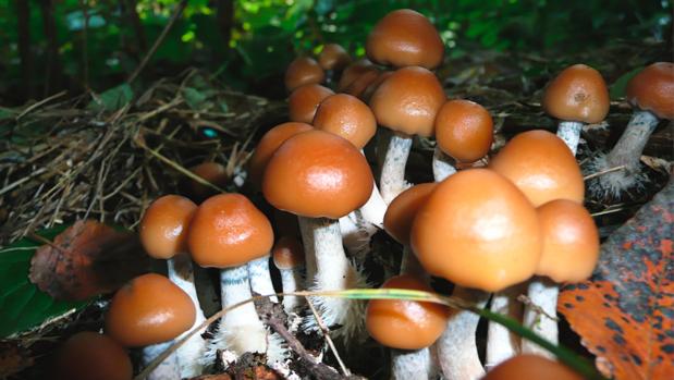 Psilocybe «cyanofriscosa»