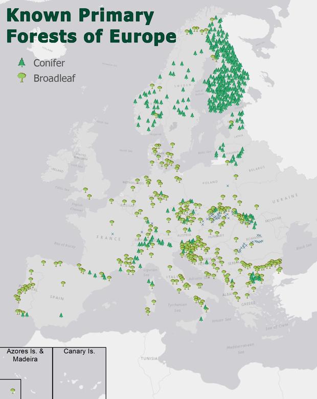 El mapa de los bosques antiguos de Europa, con confíferas o árboles de hoja ancha