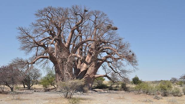 El baobab «Chapman», en Bostwana, de 1.400 años de antigüedad