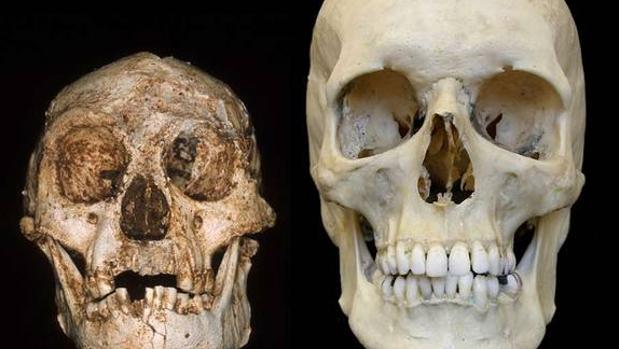 Comparación entre el cráneo de Homo floresiensis y Homo sapiens