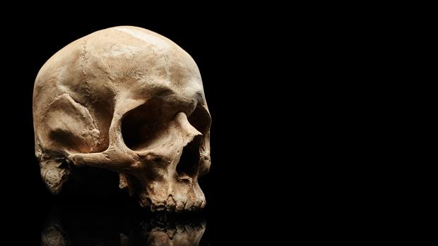 La colección está constituida por 900 cráneos. Morton la usó para establecer diferencias en el tamaño del cerebro entre «razas» humanas