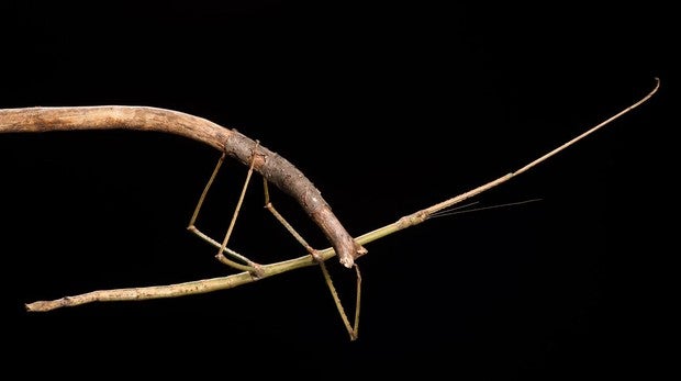 El Animal Que Lleva Mas De Un Millon De Anos Sin Sexo