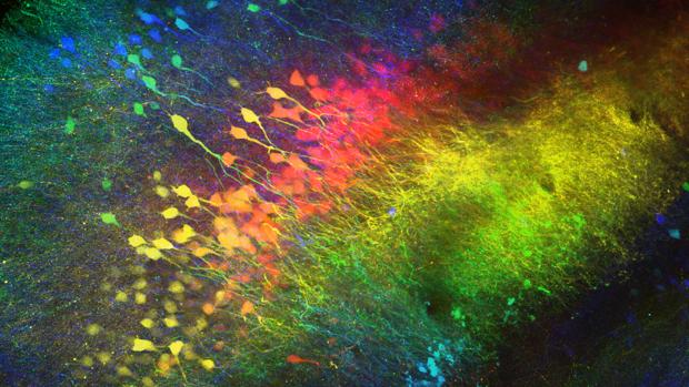 imagen compuesta de neuronas en la región del hipocampo CA2 de un ratón