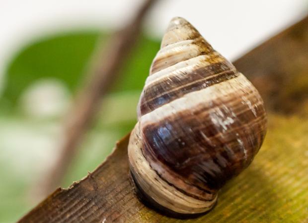 George El Caracol Mas Solitario Del Mundo Muere Y Con El Se Extingue Una Especie