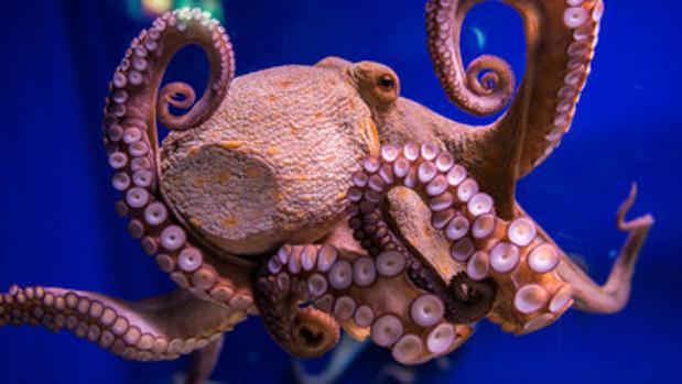 El pulpo tiene un desarrollo neuronal complejo y desarrolla una amplia gama de comportamientos