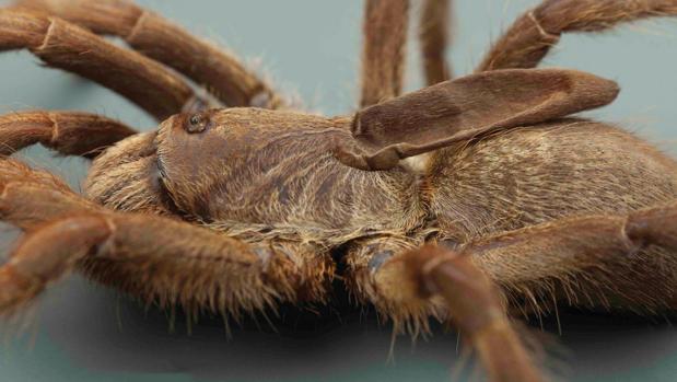 Primer plano de la especie de tarántula Ceratogyrus attonitifer recién descrita, que muestra la peculiar protuberancia en forma de cuerno