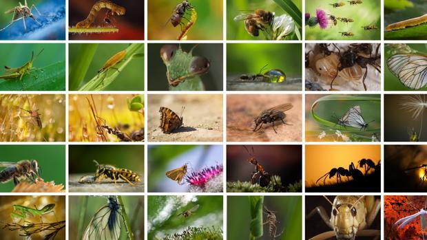 Muchas estudios han dado la alerta por la desaparición de los insectos