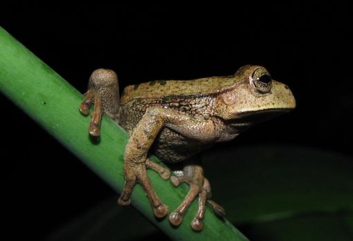 Gastrotheca testunidnea, fotografiada en Chachapoyas, Perú