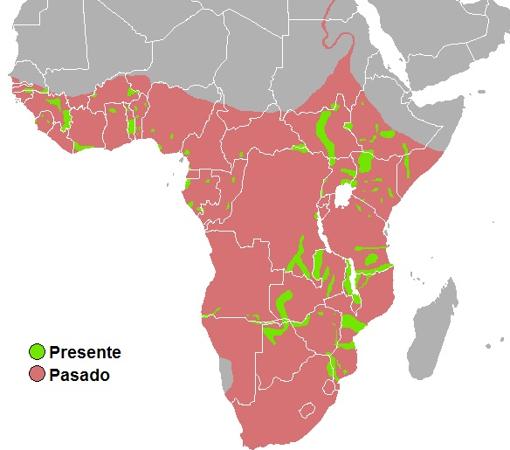 Distribución actual de los hipopótamos en África