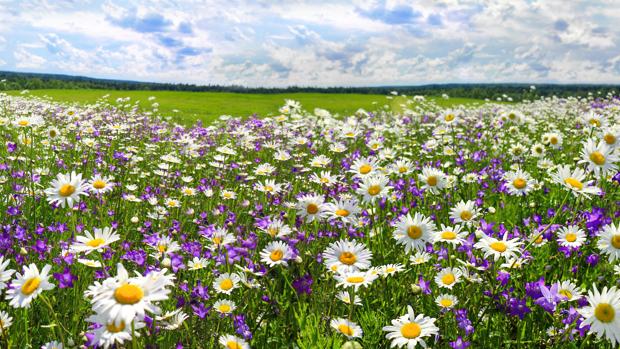 Flores del campo