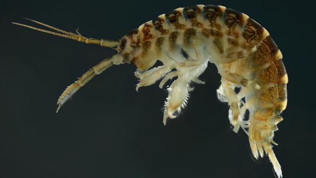 La Dikerogammarus villosus ha ido reemplazando constantemente a las especies nativas residentes en los ríos de toda Europa durante las últimas tres décadas
