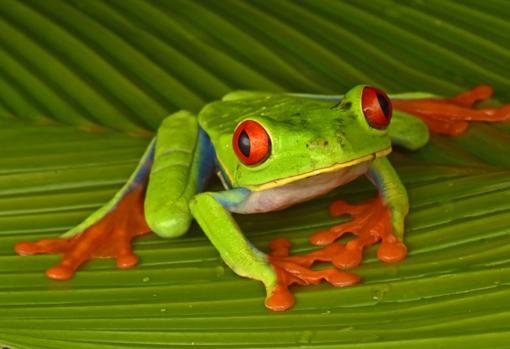 Las ranas arbóreas de ojos rojos son una de las 56 especies de reptiles y anfibios encontrados por el equipo