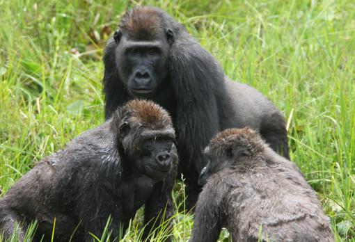 Descubren que los gorilas tienen amigos para toda la vida y celebran grandes «fiestas» anuales 205516-kAr--510x349@abc