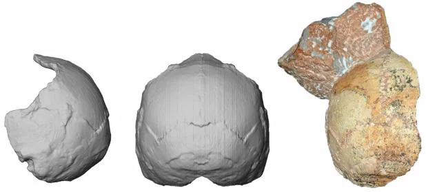 El crÃ¡neo parcial Apidima 1 (derecha) y su reconstrucciÃ³n desde la vista posterior (centro) y lateral (izquierda)