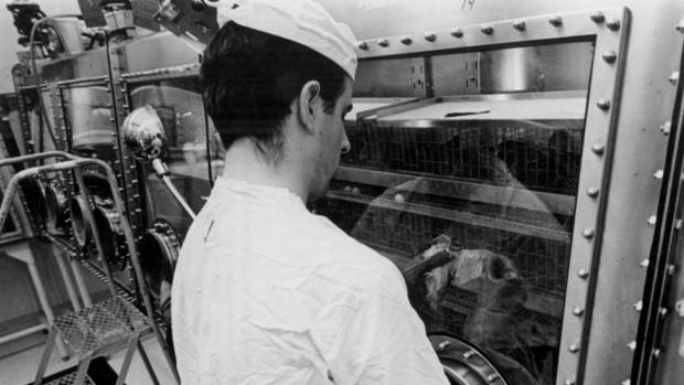 Un técnico de laboratorio estudia una codorniz japonesa expuesta a muestras lunares recolectadas por la misión Apolo 11
