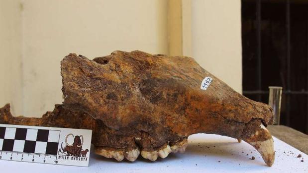 Cráneo del oso de las cavernas del Museo de Historia Natural de Belgrado (Serbia)