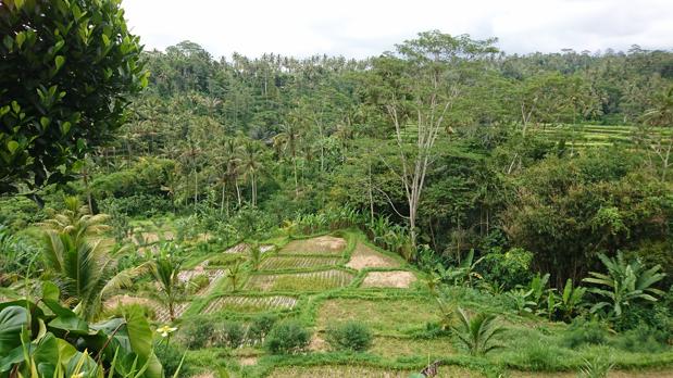 Terrazas de arroz en Ubud, Bali