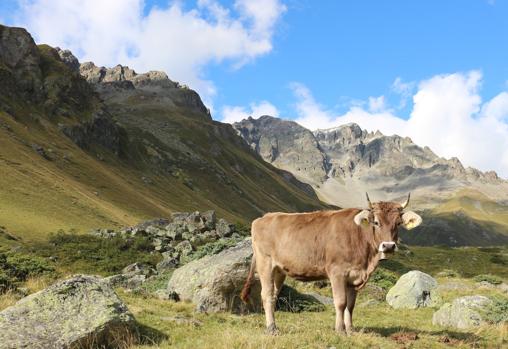 Pastoreo trashumante en los Alpes italianos