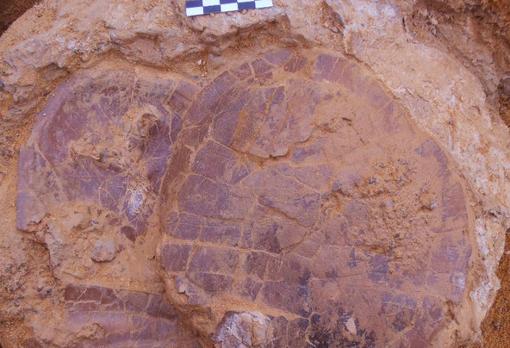 Bloque con varios caparazones de tortugas del género Algorachelus