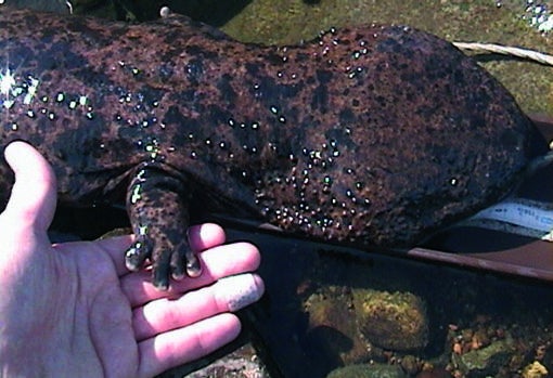 Salamandra gigante china
