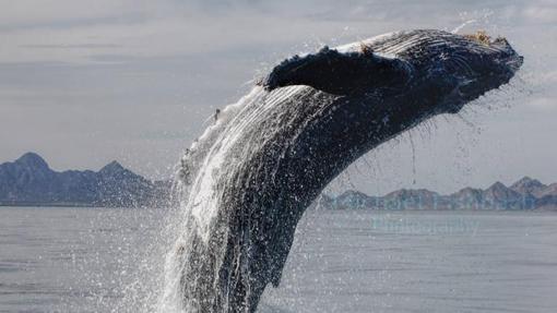 Whale jumping in the ocean