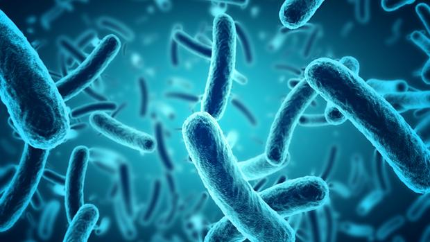las bacterias son seres vivos para niños las bacterias son seres vivos para niños