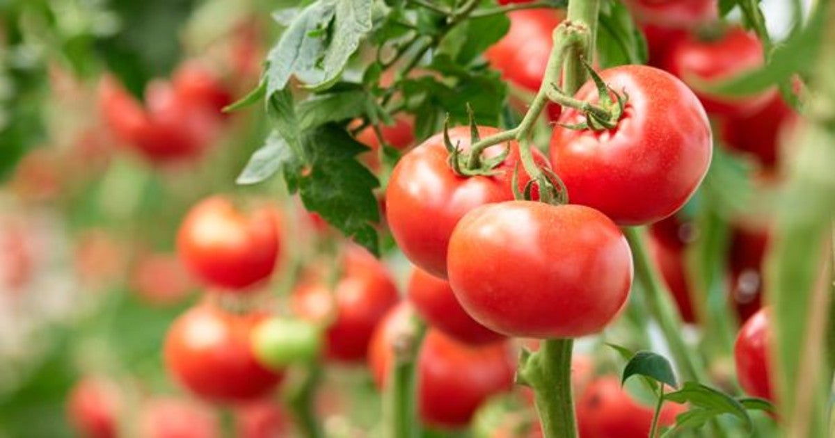 Grabaciones Muestran Que Las Plantas Emiten Chillidos Ultrasonicos Cuando Sufren
