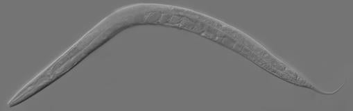 El nematodo Â«Caenorhabditis elegansÂ», en el que se estudian las bases de la longevidad