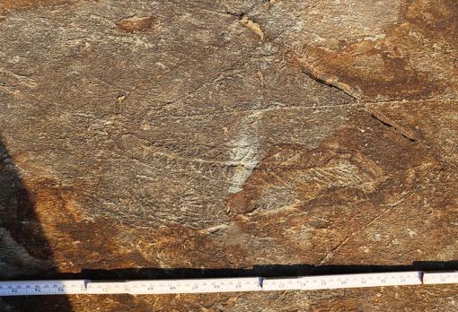 Hilos fosilizados, algunos de hasta cuatro metros, conectan rangeomorfos