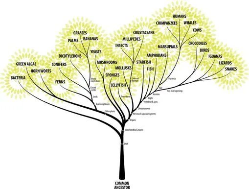 Olvidemos las jerarquías: cada organismo vivo actualmente es el más evolucionado de su clase