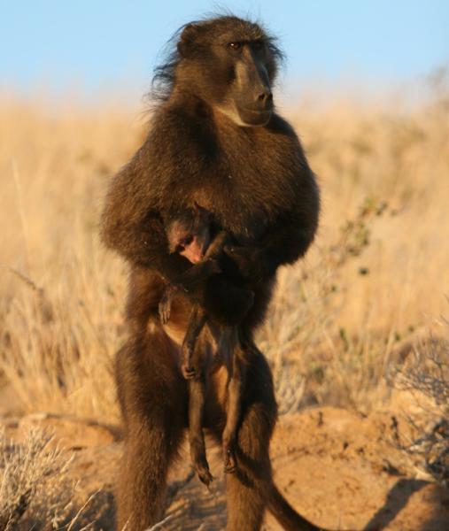 Babuína sosteniendo el cuerpo de su cría muerta