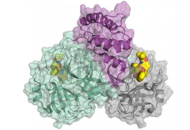 Descifran la proteína responsable de la replicación del coronavirus
