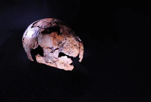 Homo erectus skull found northwest of Johannesburg in South Africa, oldest to date