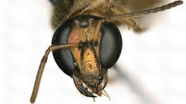 La cabeza de la abeja, en la que se pueden observar los diferentes rasgos femeninos (izquierda) y masculinos (derecha)
