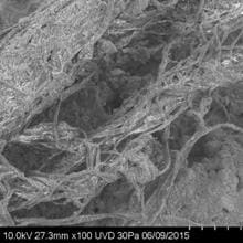 Detalle del fragmento de cordón que muestra fibras retorcidas, observado con microscopía electrónica de barrido