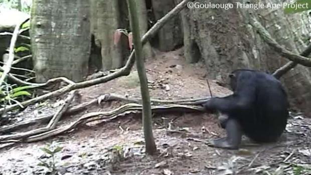 Los chimpancés de Goualougo en la República del Congo se sientan mientras pescan