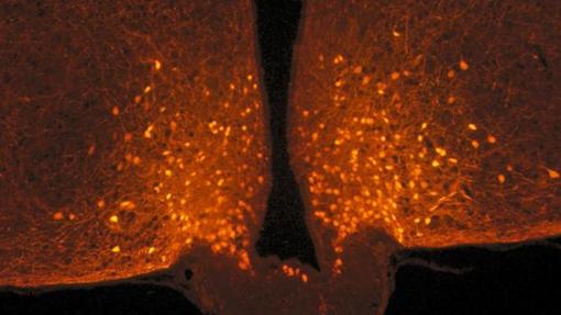 Diez descubrimientos asombrosos sobre el cerebro en 2020