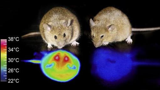 Diez descubrimientos asombrosos sobre el cerebro en 2020