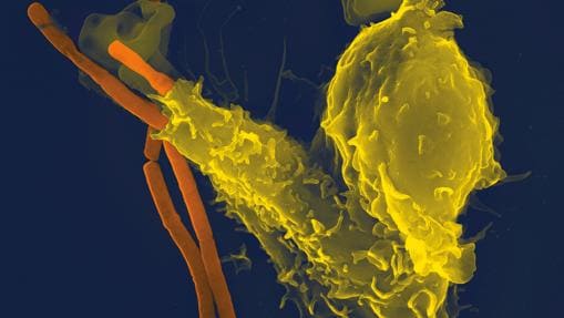 Una célula del sistema inmune, en amarillo, engloba (fagocita) a varias bacterias (en naranja)