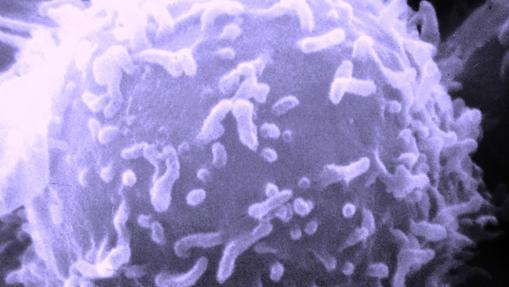 Imagen de un linfocito. Algunos de ellos «aprenden» a reconocer a los patógenosy permiten desencadenar una respuesta más potente en siguientes infecciones