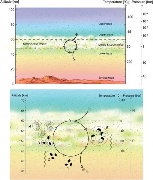 El gráfico muestra la capa "habitable" de la atmósfera de Venus (imagen superior) y el ciclo de vida propuesto por los investigadores (imagen inferior)