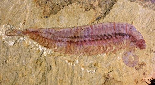 Uno de los fósiles de «Kylinxia zhangi»