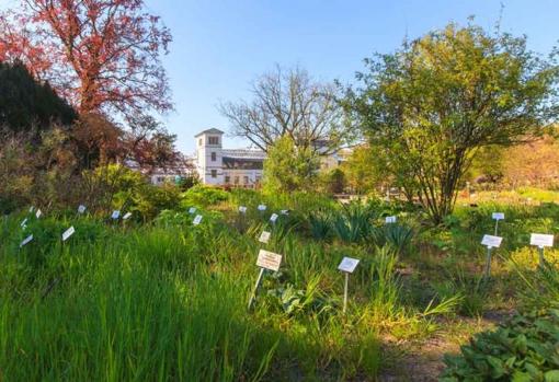 El jardín botánico de la Universidad de Leipzig (Alemania). En un área de solo tres hectáreas, crecen aquí alrededor de 6.500 de las 350.000 especies de plantas de todo el mundo