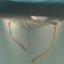 3D illustration on bobbit type worms