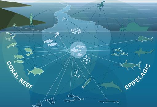 Ecosistema encontrado en las manchas, que actúan como una suerte de «guarderías» y criaderos de peces, además de fortalecer el suministro de nutrientes para los corales y ser fuente de alimento para otros depredadores, tanto marinos como aéreos