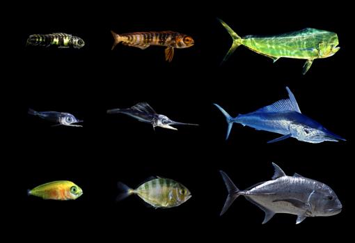 Tres especies desde larvas a adultos que viven en las manchas marinas