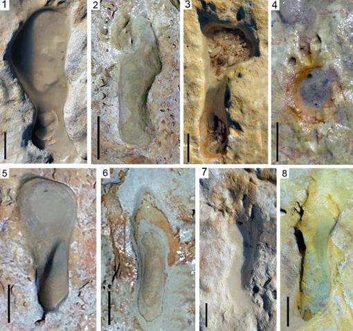Pisadas de homínidos neandertales de la Playa de Matalascañas. Diferentes tipologías. (1) M2020-14, (2) M2020-06, (3) M2020-15, (4) M2020-93, (5) M2020-02, (6) M2020-08, (7) M2020-12, (8) M2020-17 . Escala, 5 cm