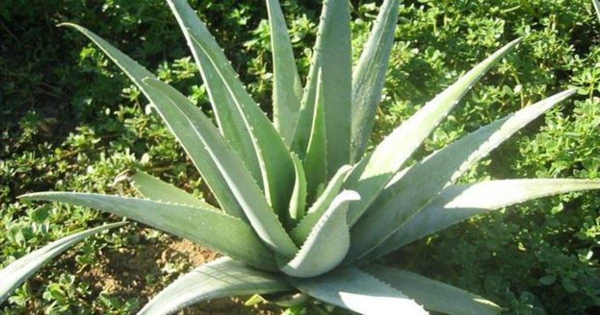 Aloe O Sabila Lo Que Esconden Los Nombres De Las Plantas