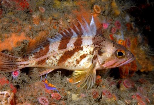 El calicó, Sebastes dallii, es el pez roca del Pacífico de vida más corta: 12 años